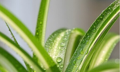 甲醛的克星有哪些水果、植物？