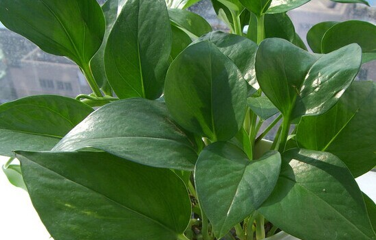 甲醛的克星有哪些水果、植物？