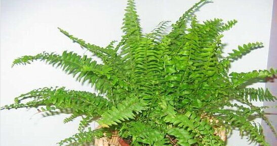 甲醛的克星有哪些水果、植物？