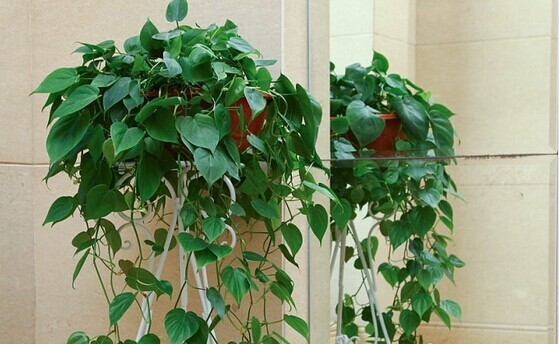 甲醛的克星有哪些水果、植物？