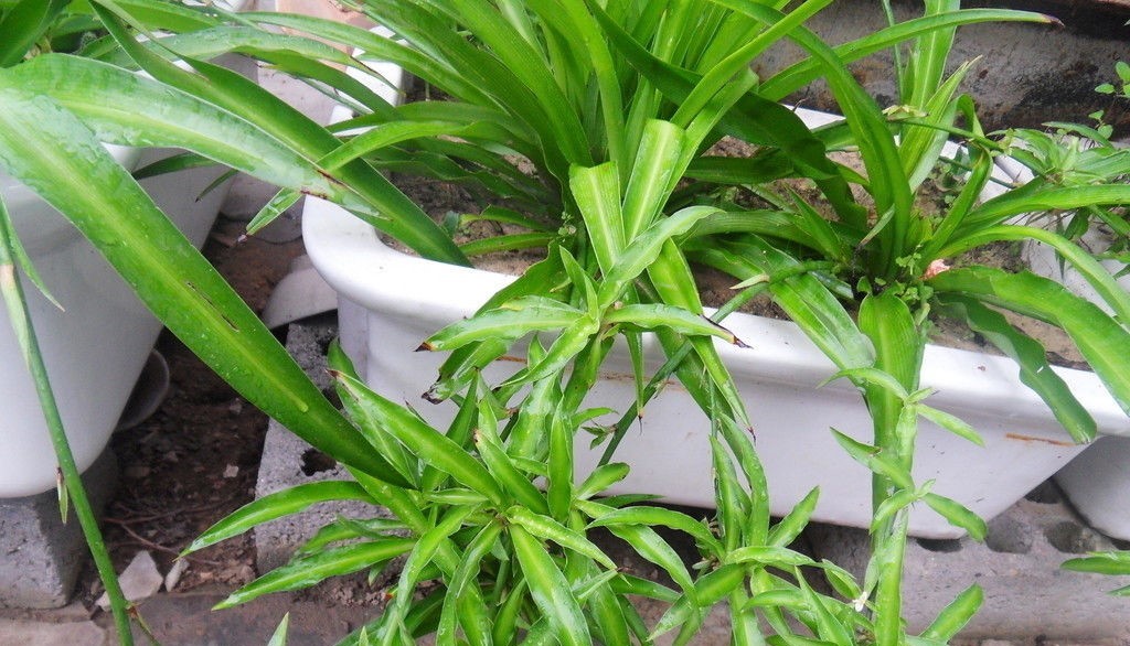 什么植物能除甲醛？結(jié)束后還用甲醛檢測(cè)嗎？