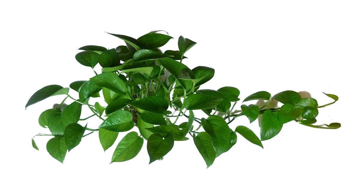 植物除甲醛有效嗎？杭州甲醛檢測(cè)公司告訴你（三）
