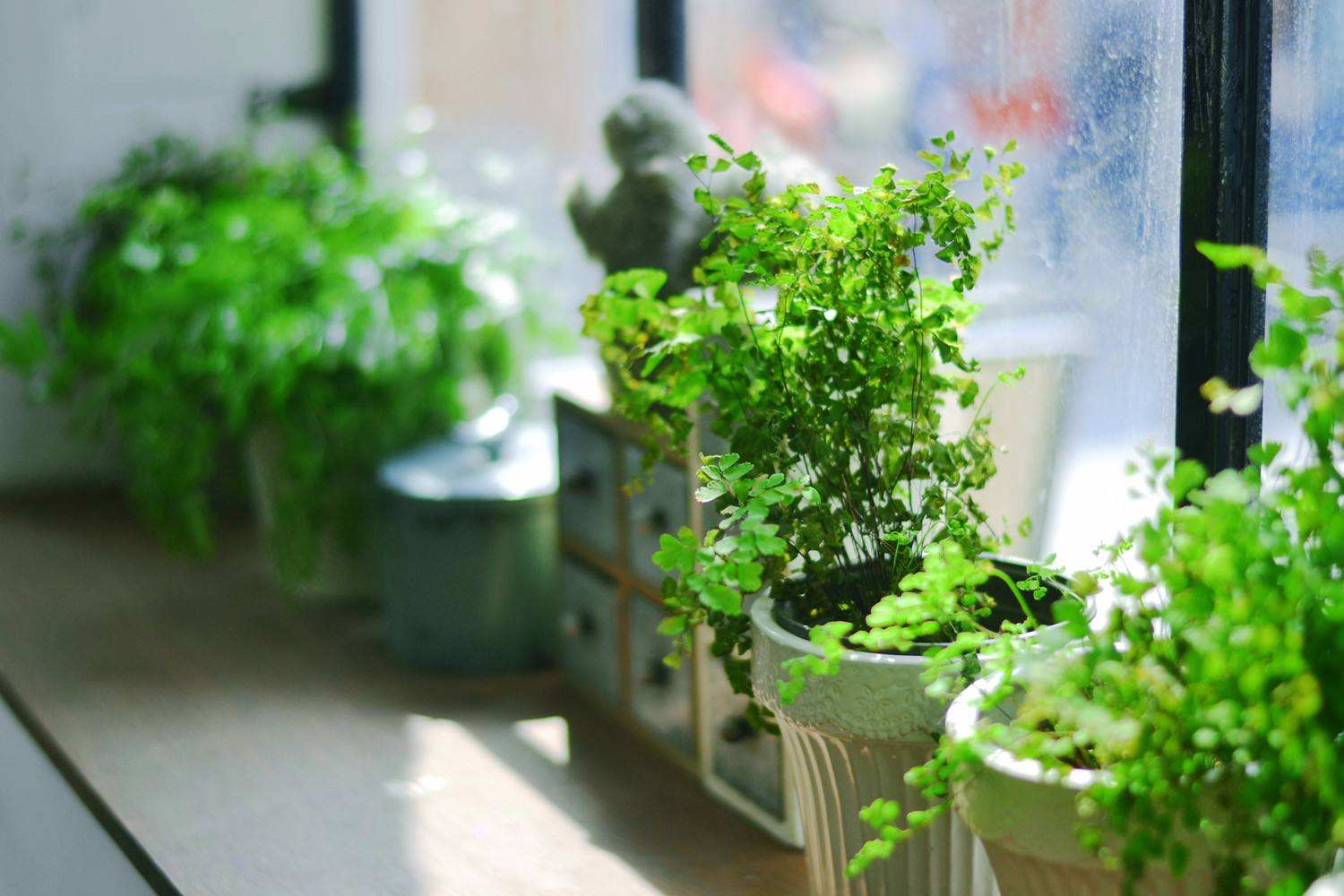 只靠綠植和活性炭真的可以完全消除室內(nèi)甲醛嗎？不需要做甲醛檢測了嗎？